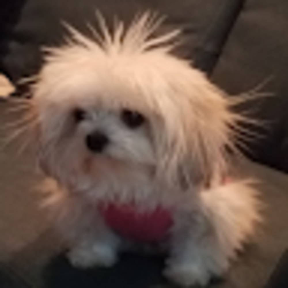 Meet your Posher, Susan